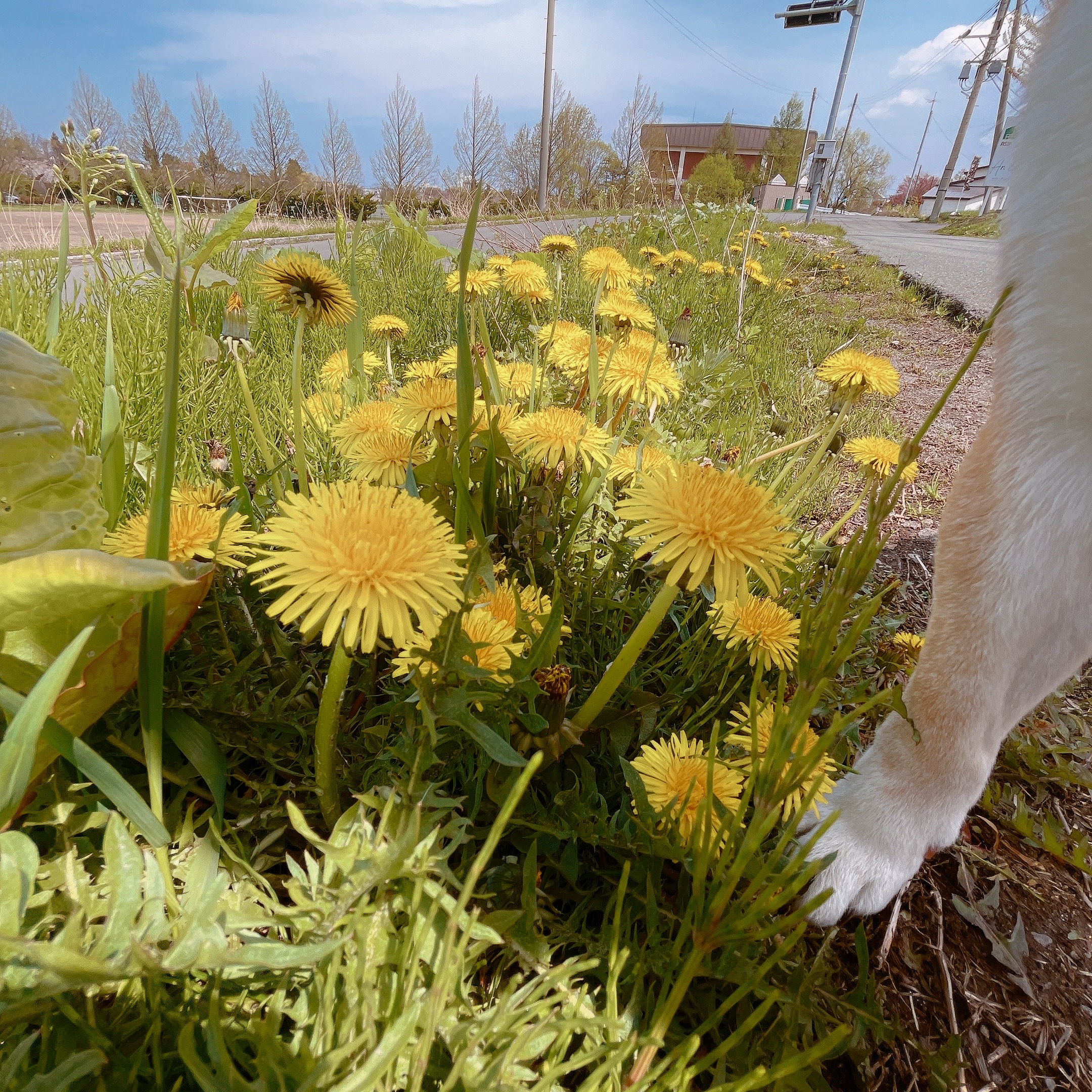 【SDGs】#21 もう在るのは外来種ばかり『セイヨウタンポポ』 アイキャッチ画像