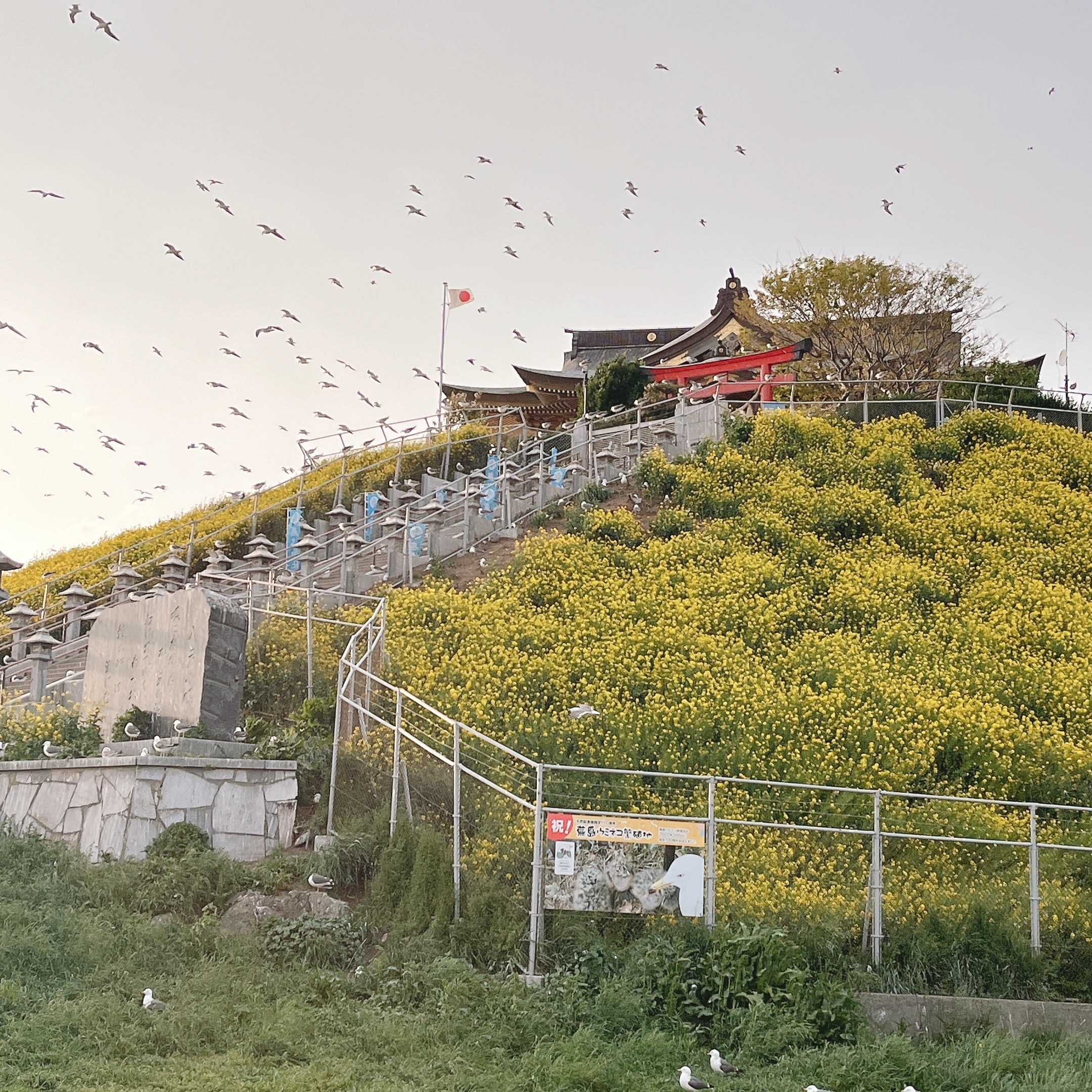 【SDGs】#番外編 蕪島の『ウミネコ』 アイキャッチ画像