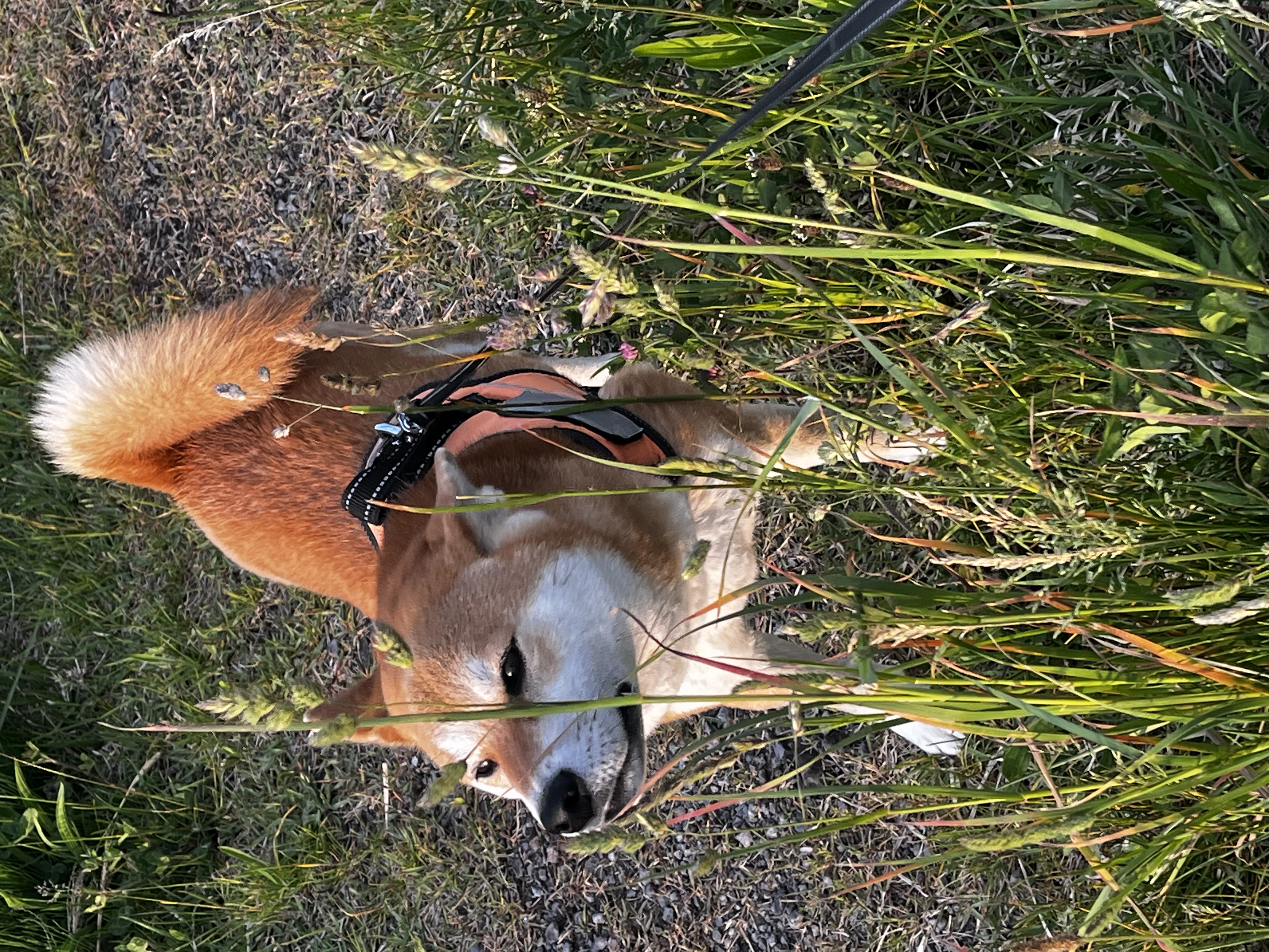 【SDGs】#21 鶏が鴨に。『カモガヤ』 アイキャッチ画像