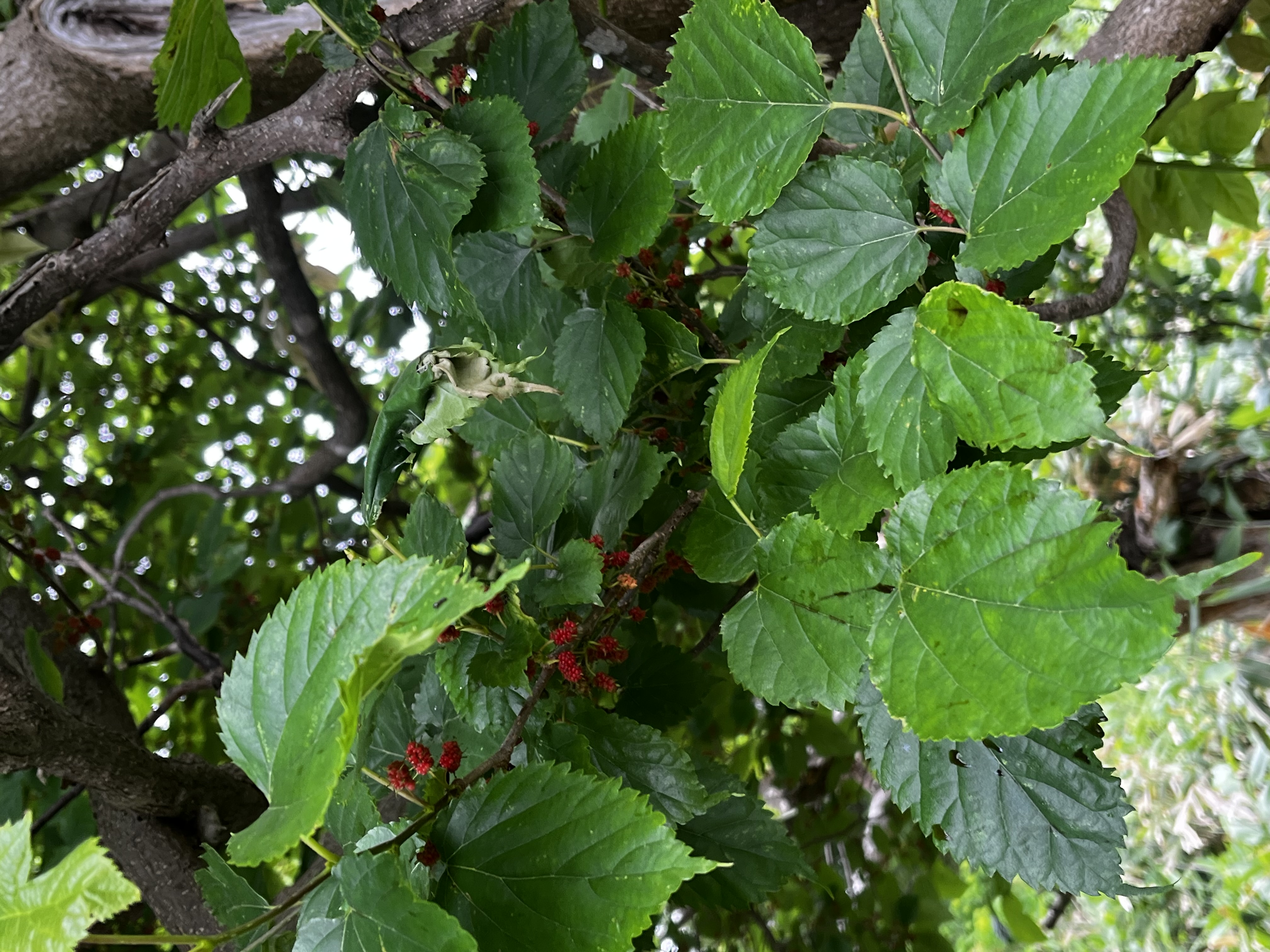 【SDGs】#22 いつでも食べれるベリー。『ヤマグワ』 アイキャッチ画像