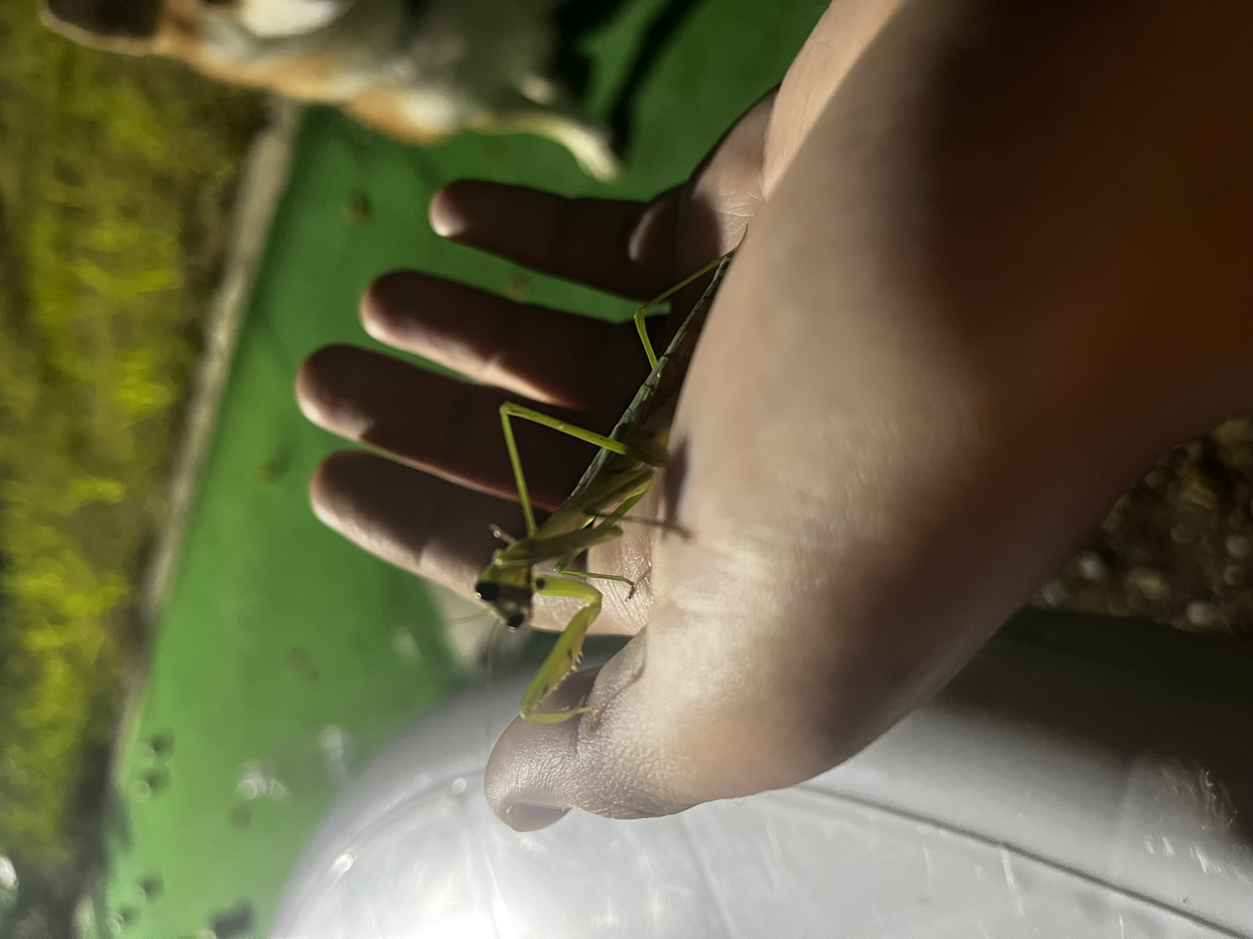 【SDGs】#25 寄生されがち『ハラビロカマキリ』 アイキャッチ画像