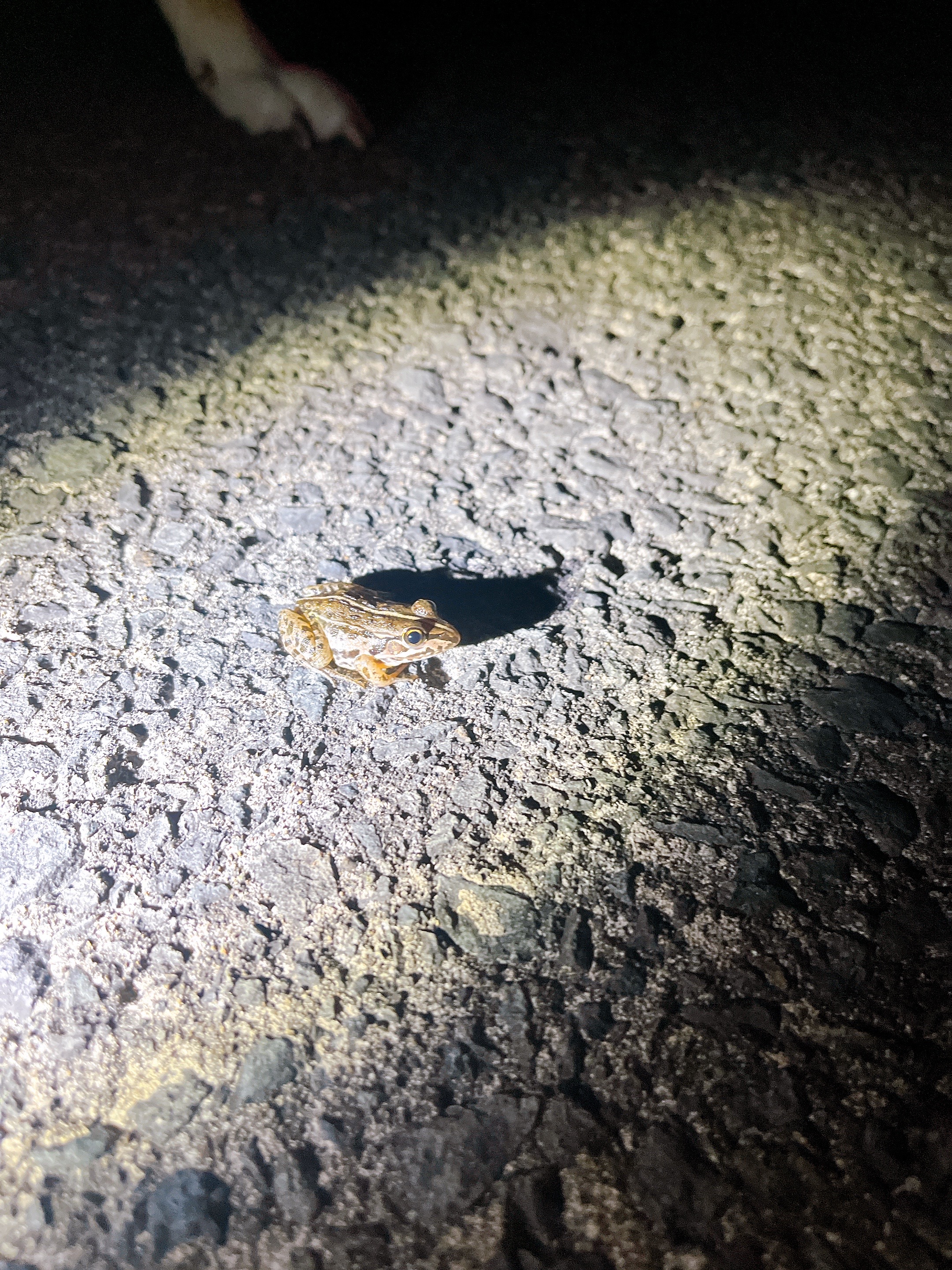 【SDGs】#26 意外とピンチな『トノサマガエル』 アイキャッチ画像