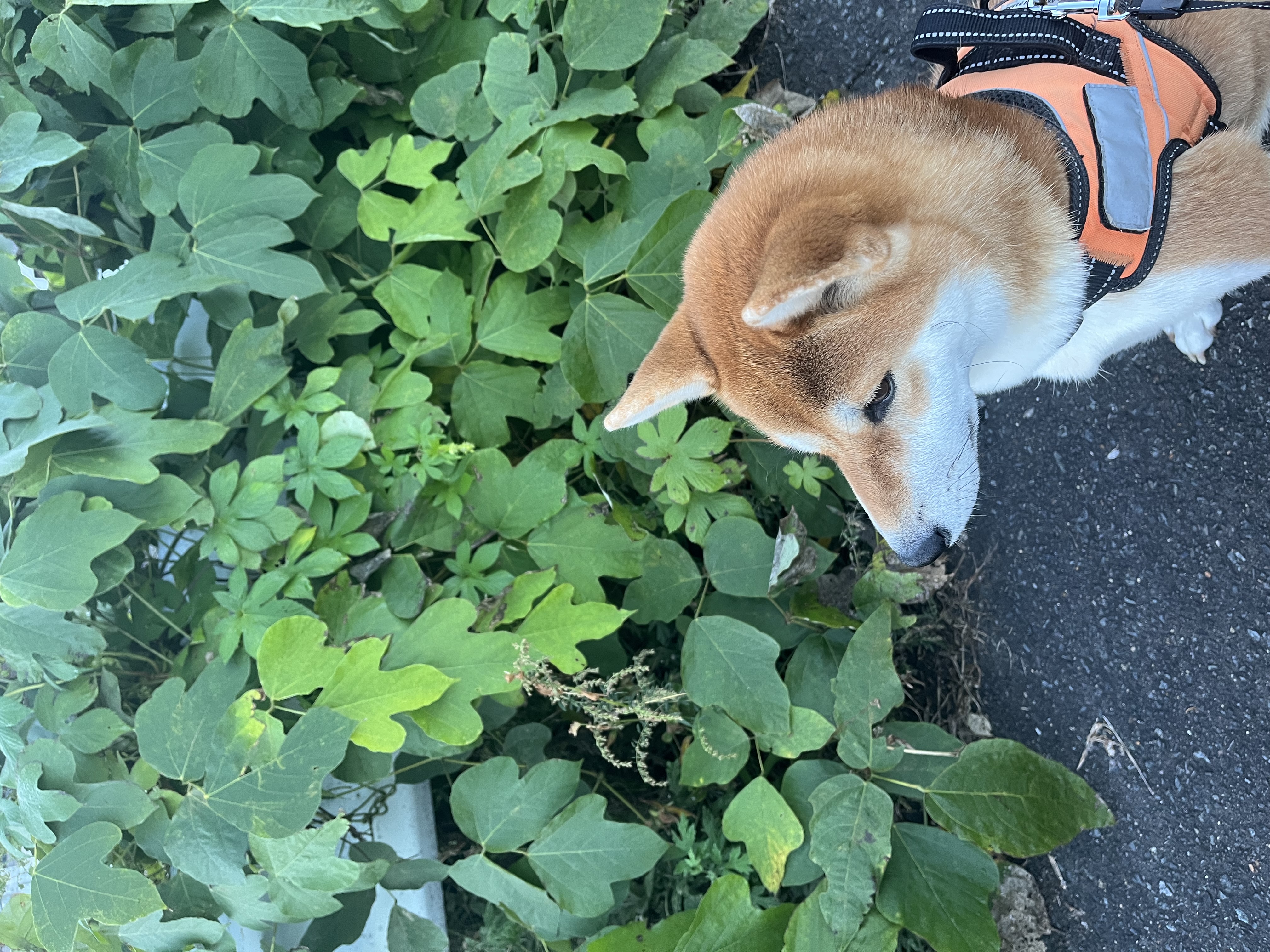 【SDGs】#5 迷惑かけがち！つる植物『クズ』と『カナムグラ』。 アイキャッチ画像