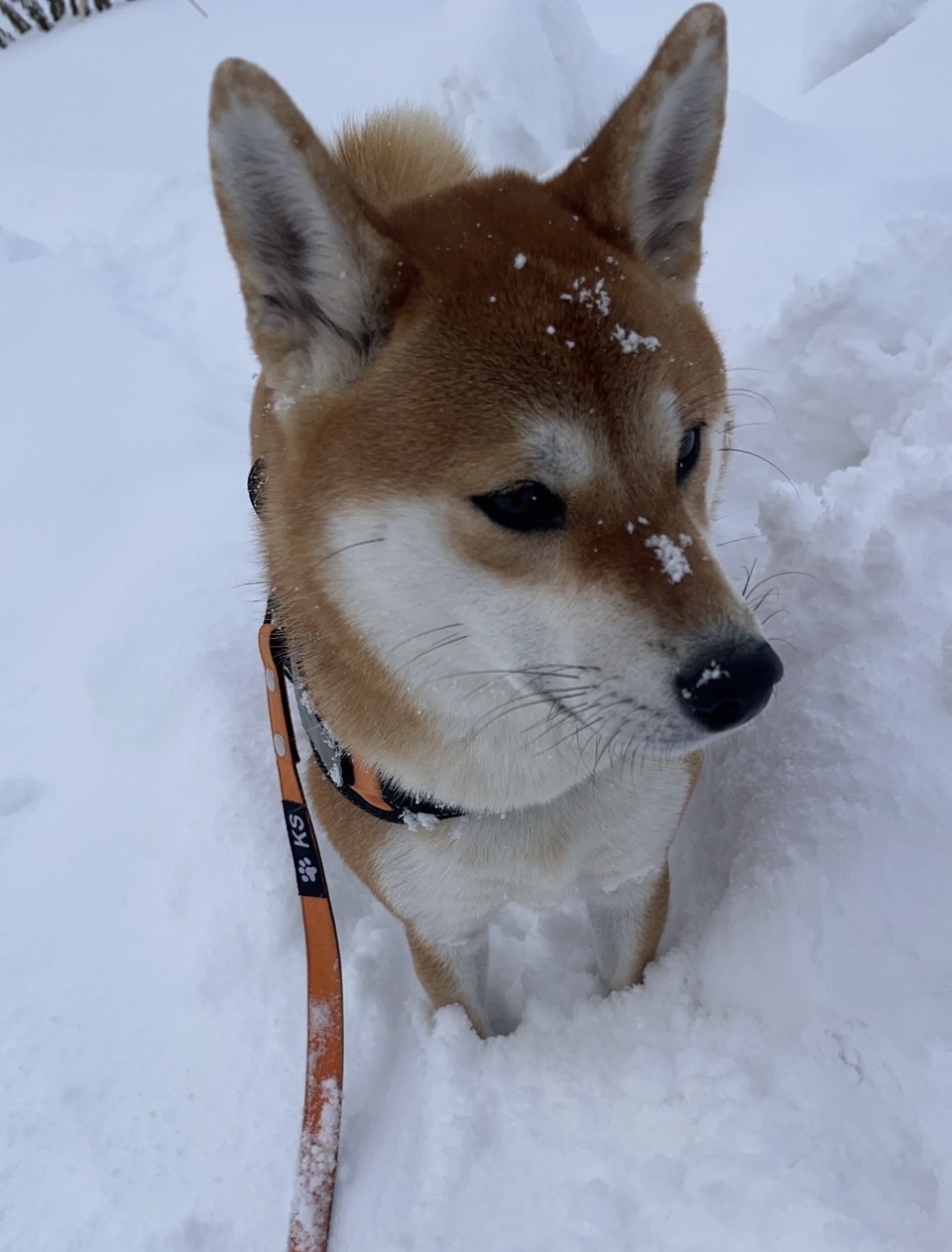 遂に雪が積もってしまいました。 画像