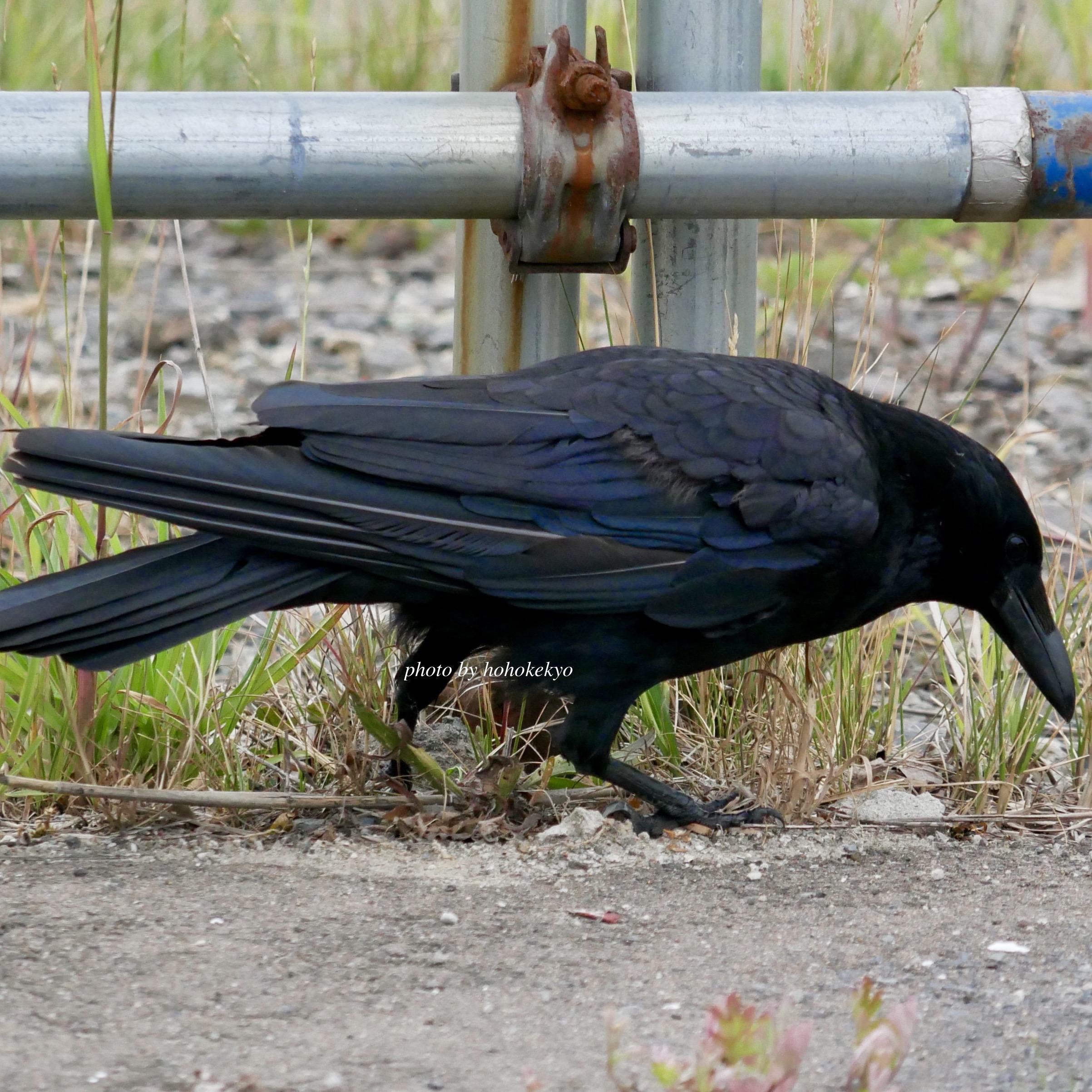 【SDGs】#4 『ハシボソガラス』黒いカラスにも色んな種類が。 アイキャッチ画像