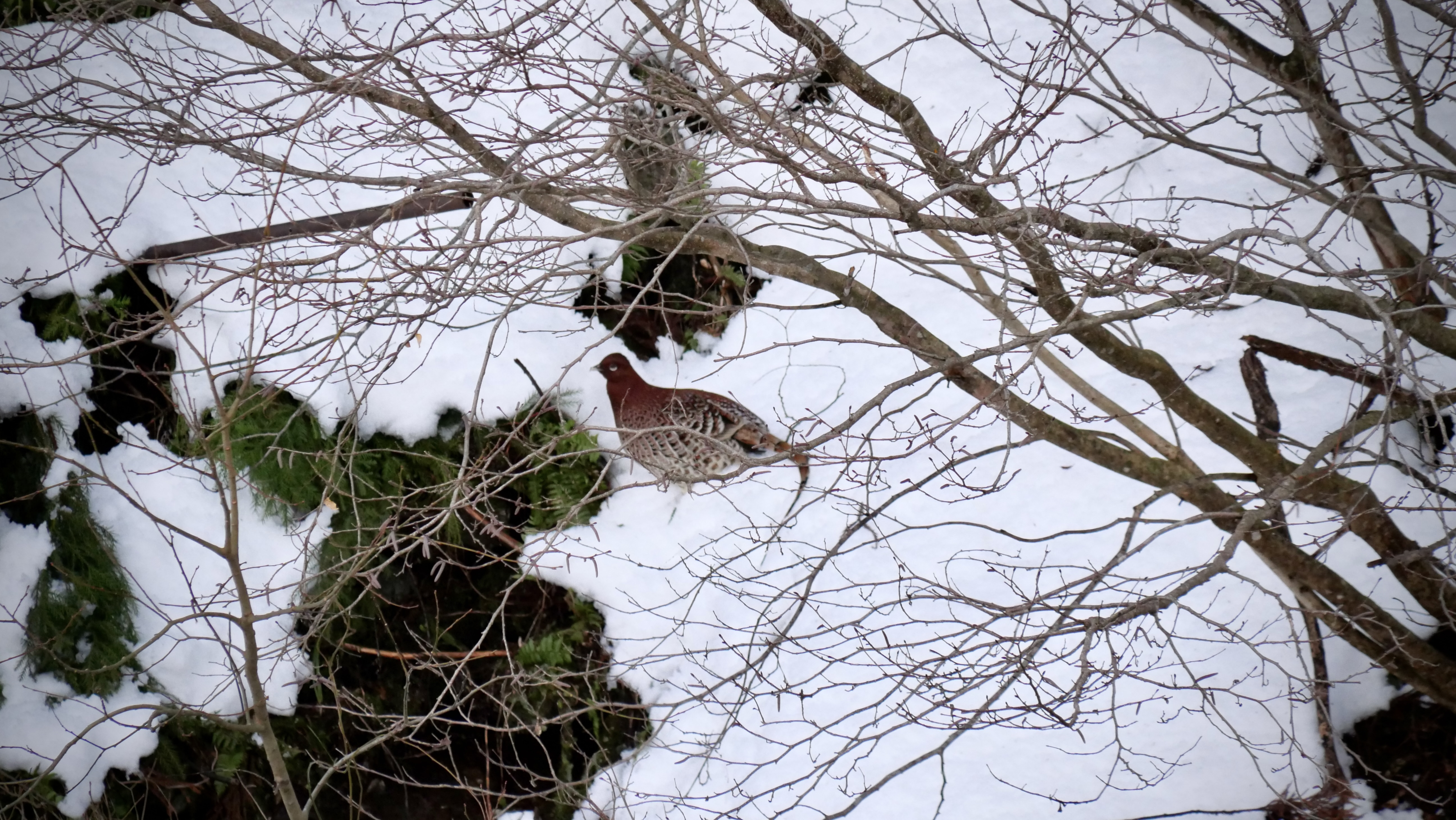 【SDGs】#29 温泉街にヤマドリ。 アイキャッチ画像