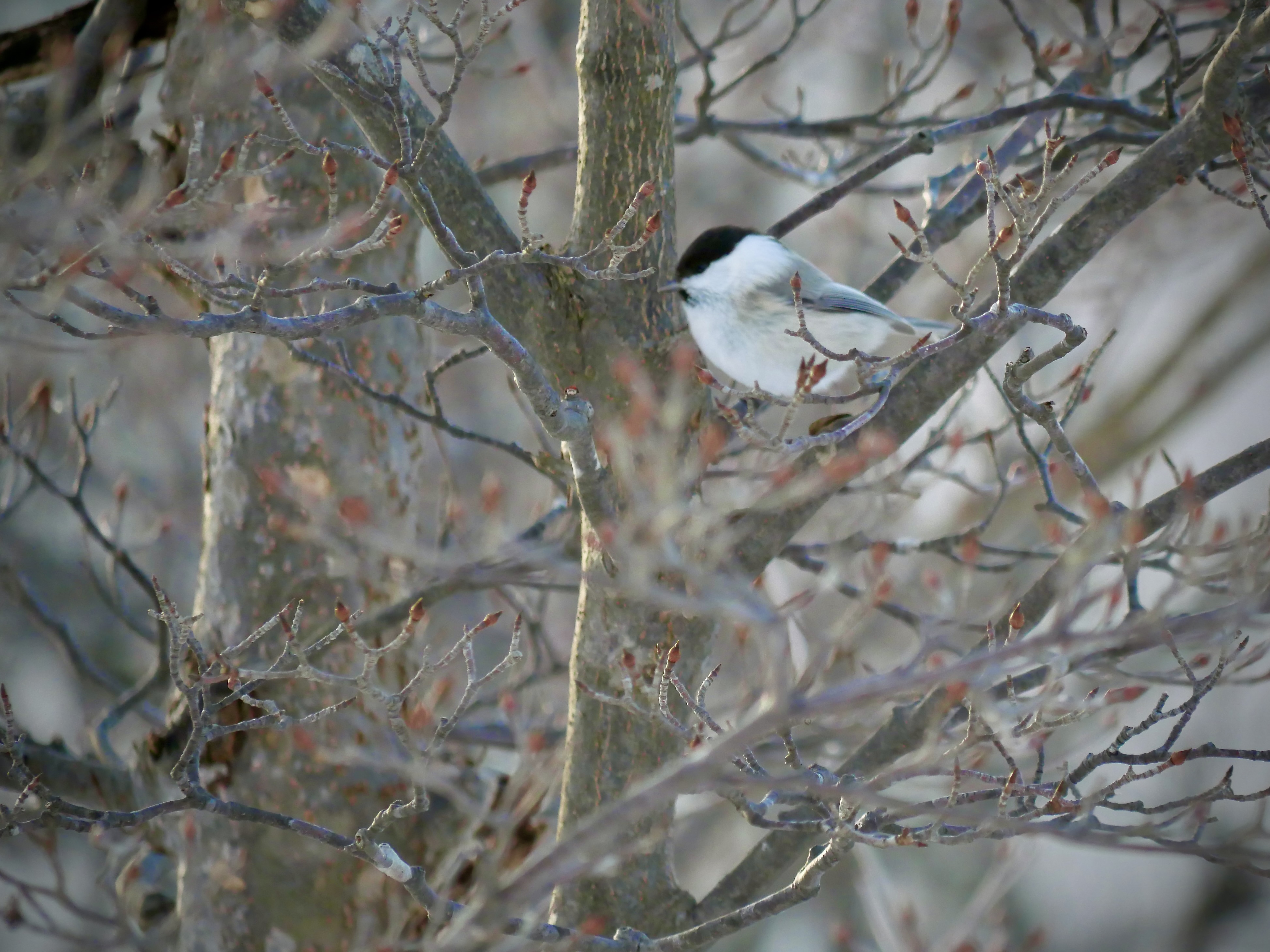 【SDGs】#30 スイミングキャップにチョビ髭のコガラ。 アイキャッチ画像