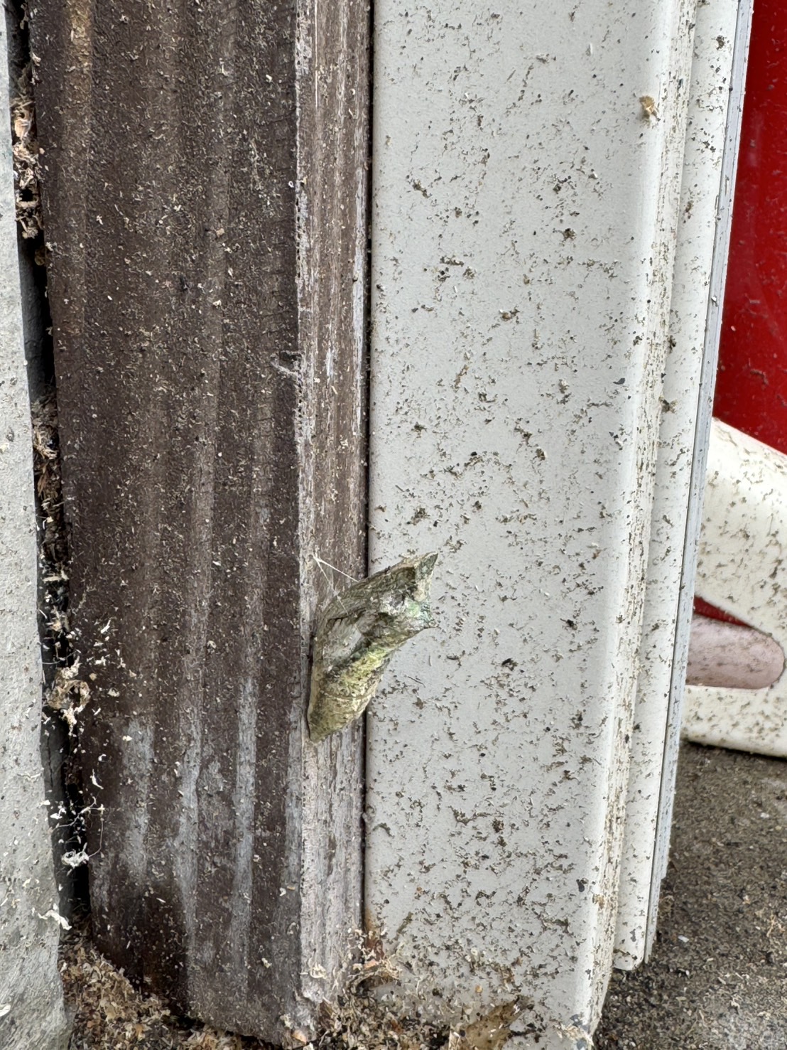 雨にも風にも負けない勇敢な〇〇〇 アイキャッチ画像