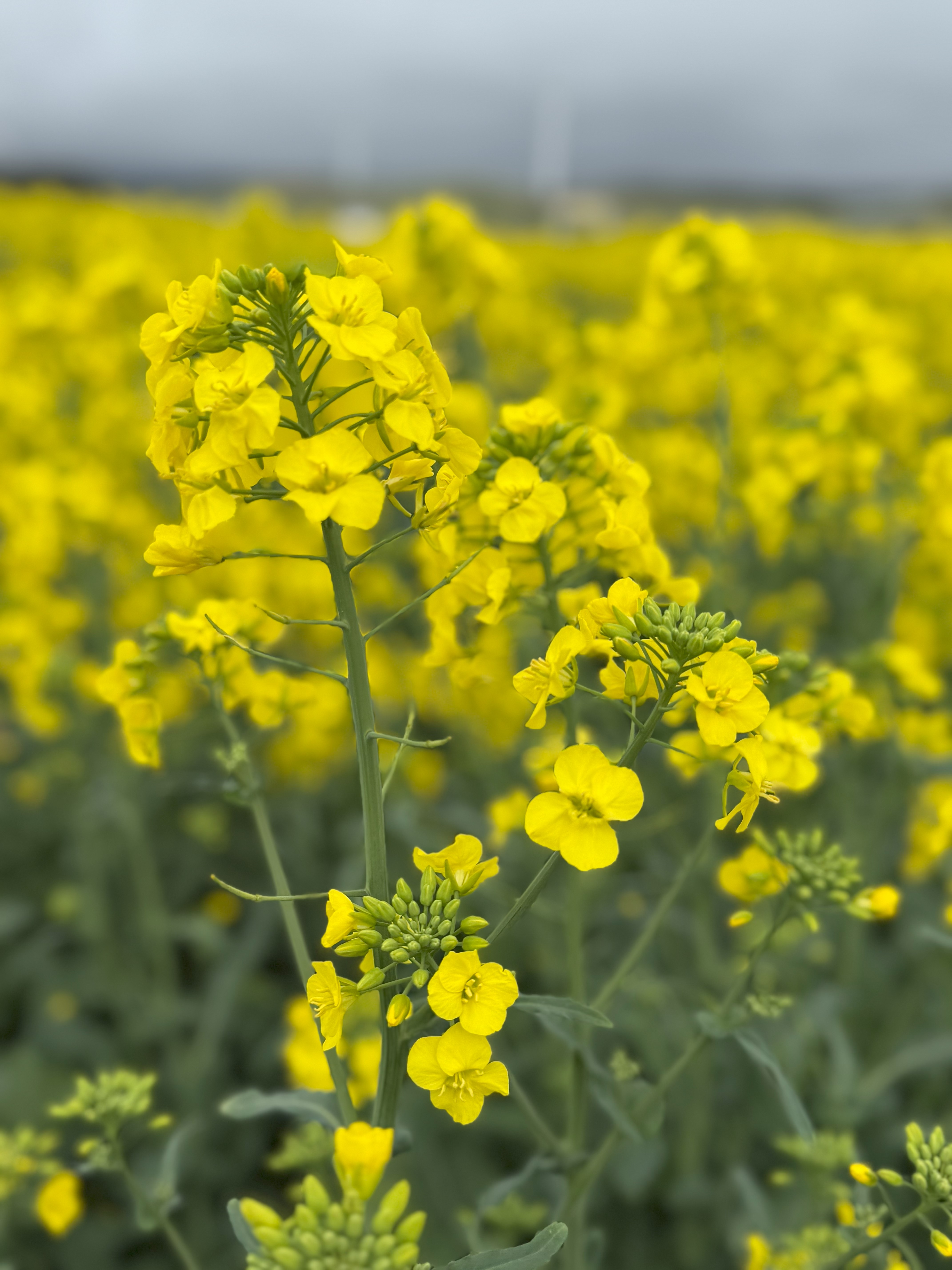 菜の花より小さい アイキャッチ画像