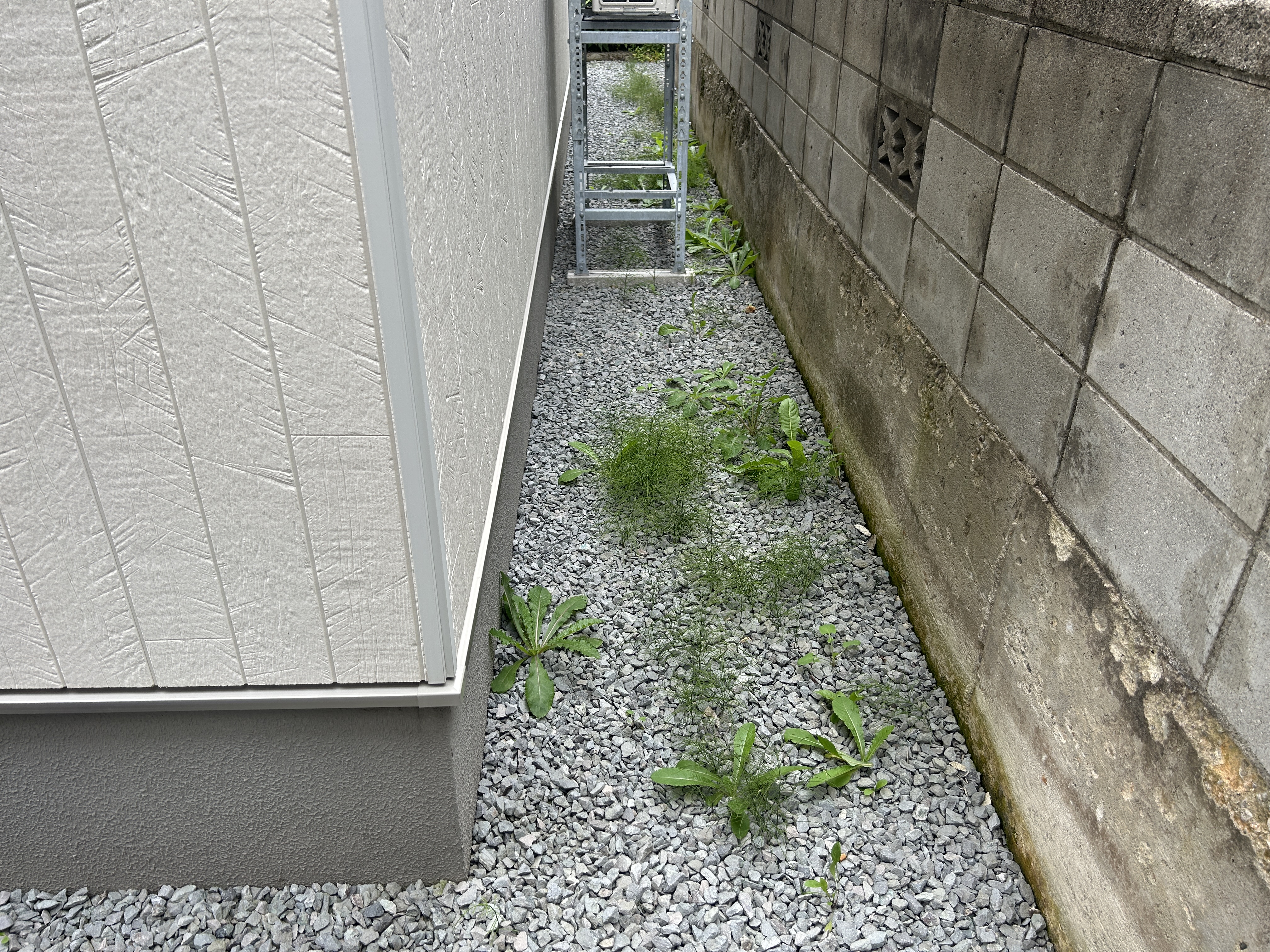 撒くか、引っこ抜くか アイキャッチ画像