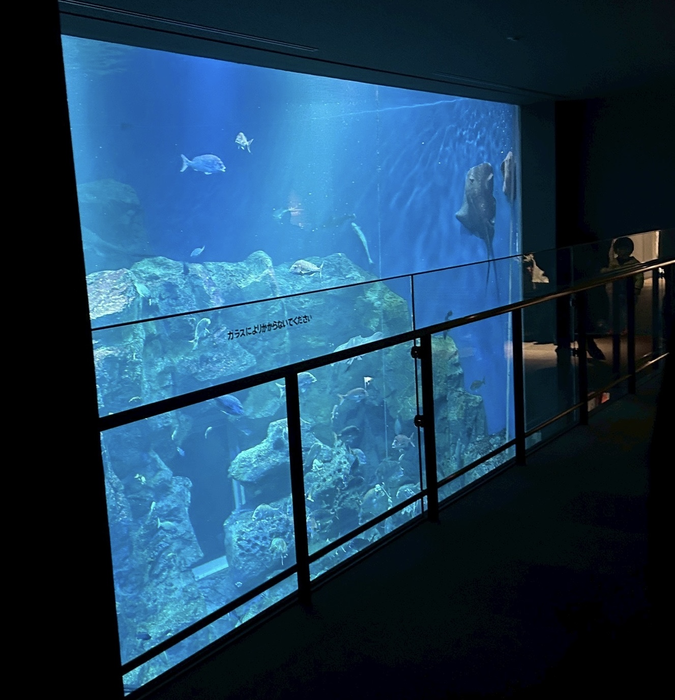 久しぶりの水族館🐬 アイキャッチ画像