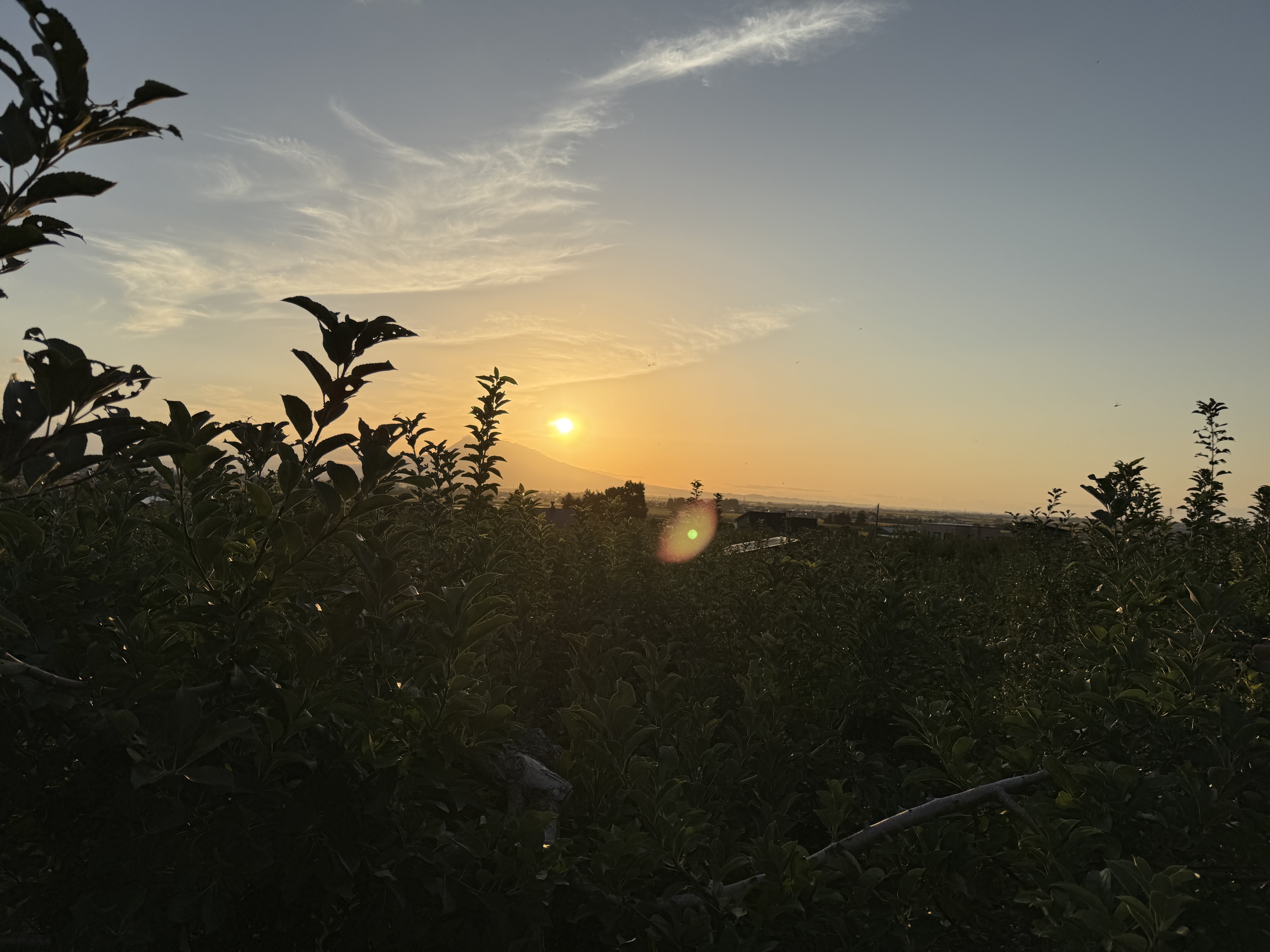 緑に囲まれる週末🍎🌲 アイキャッチ画像