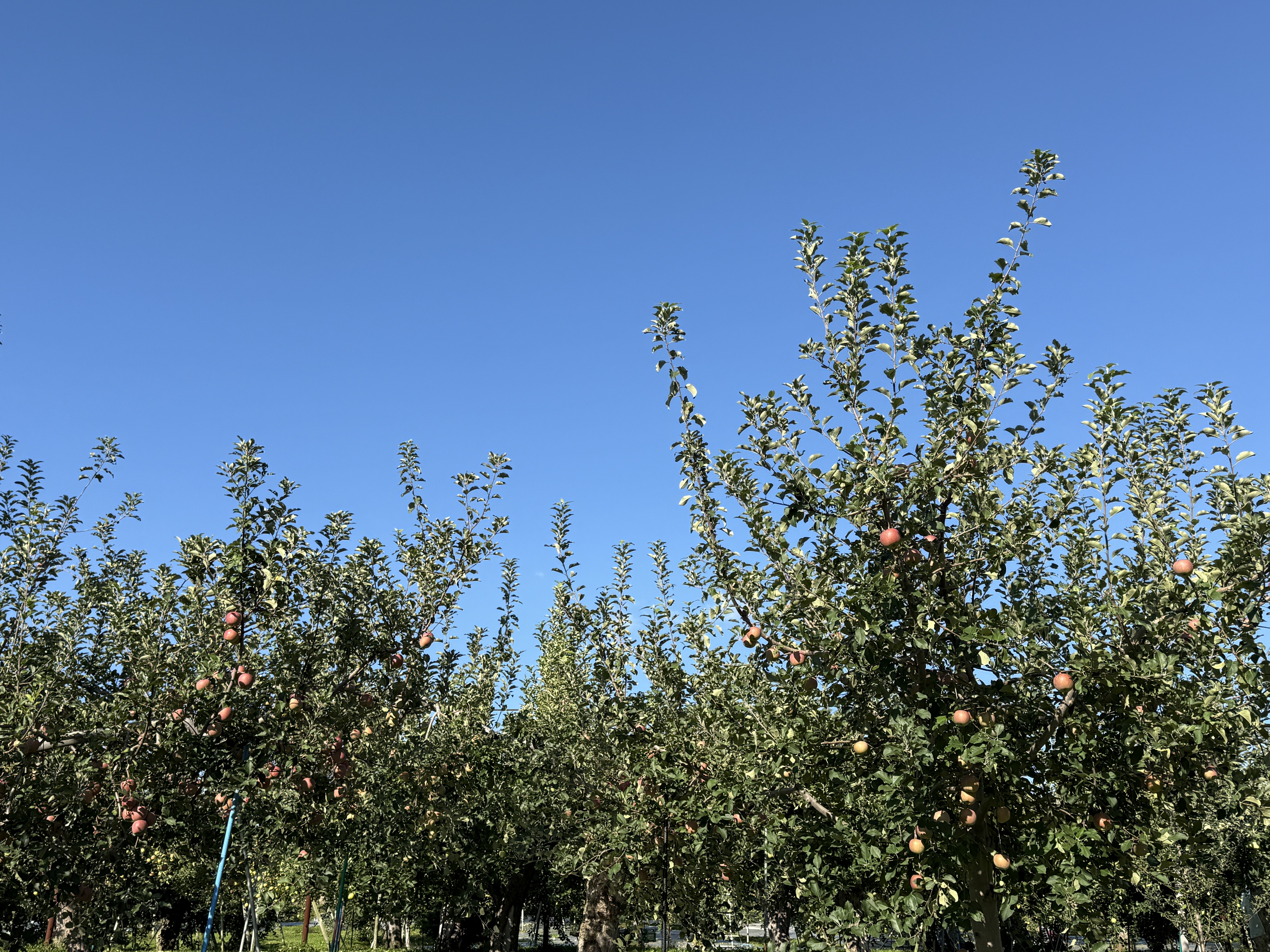 タイムアタック🌲🍎 画像