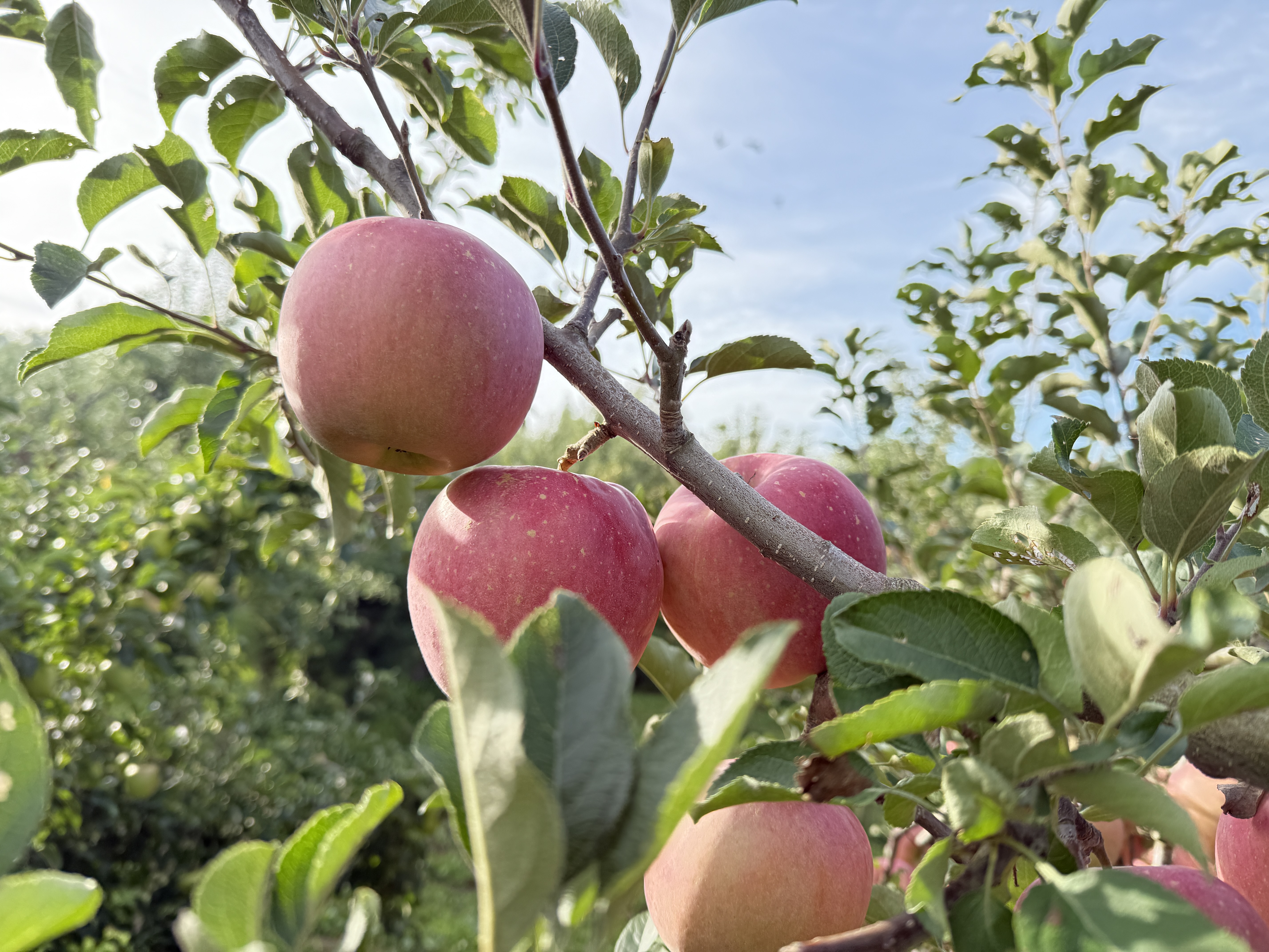 さぁ、収穫だ!🍎🌲 アイキャッチ画像