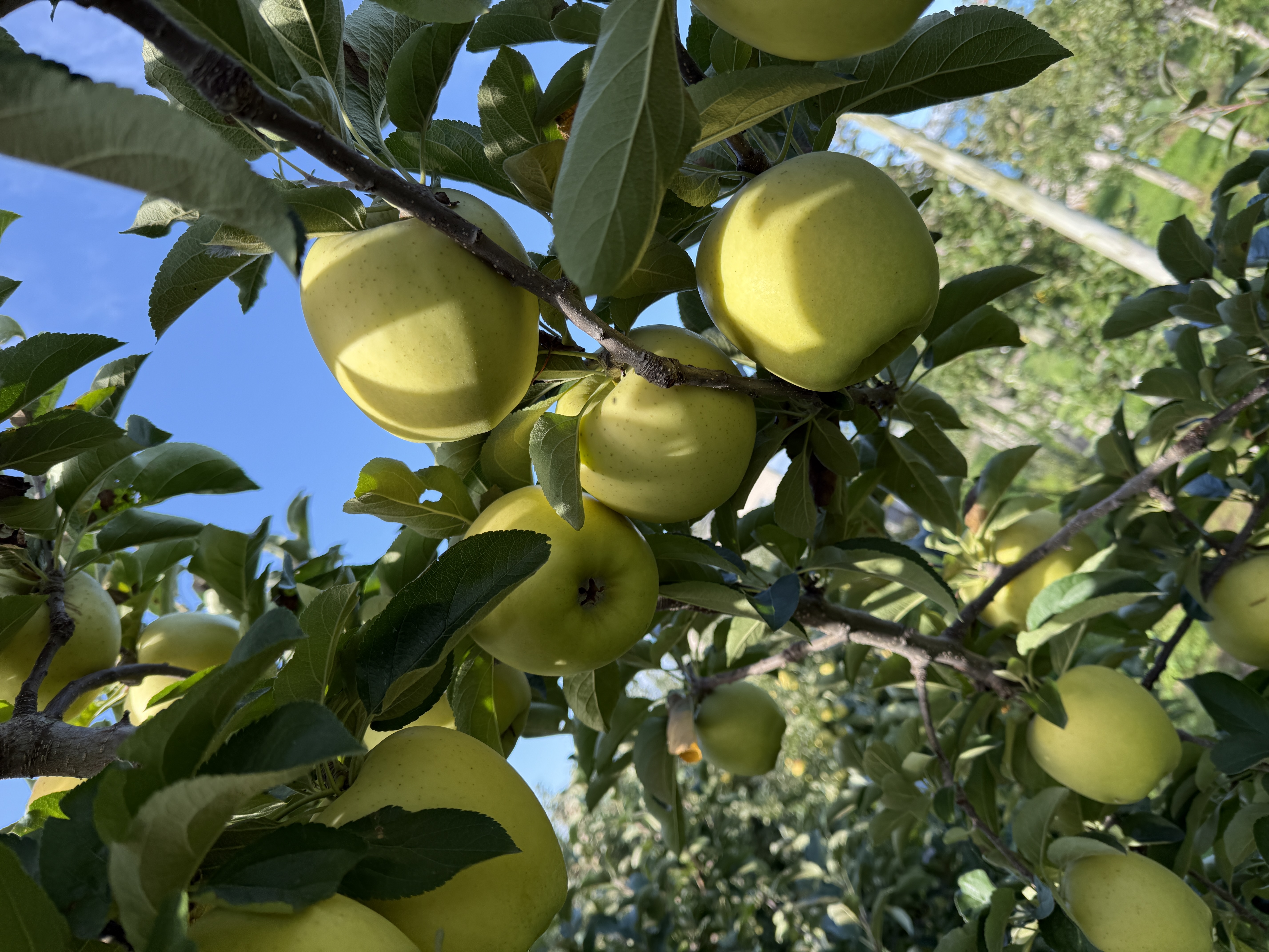 農作業も中盤戦に🍎 アイキャッチ画像