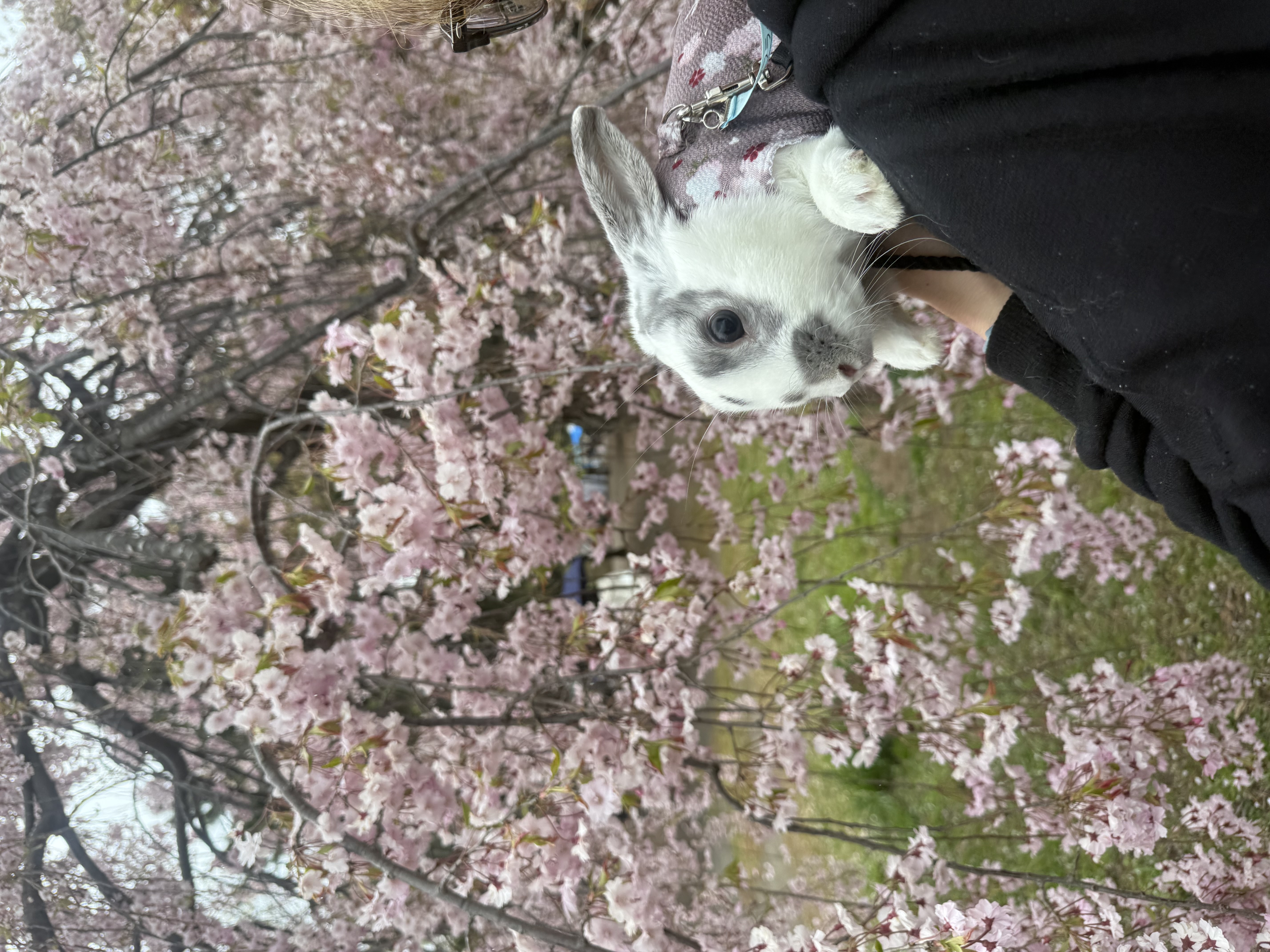 今年のGWは アイキャッチ画像